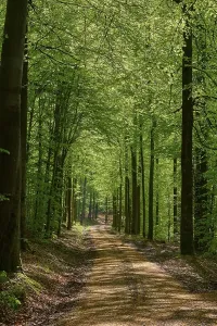 Empty Forest Path Prints: Path, forest, beech, backlight