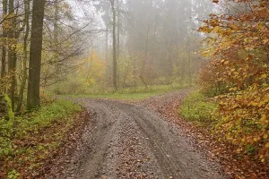 Deciduous Forest Landscapes Prints: Fork, forest path, deciduous forest