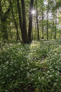 Ramsons In Bloom Prints: Mixed deciduous forest in spring