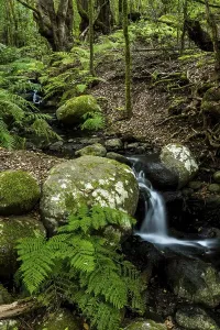 Waterfront Rock Formations Prints: Creek flows through Cloud Forest