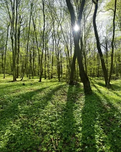Uninhabited Deciduous Forests Prints: Deciduous forest in spring, sun