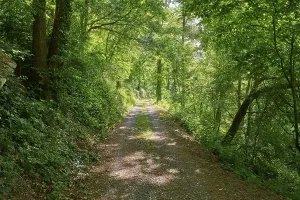 Central European Forest Scenery Prints: Forest path in spring, Grossheubach, Miltenberg, Spessart, Bavaria, Germany, Europe
