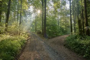 Bavaria Forest Path Prints: Fork, forest path, deciduous forest