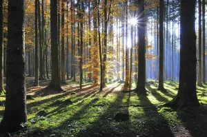 Coniferous Forest Landscapes Prints: High forest in autumn with backlight