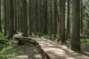 Wooden Walkway Prints: Magic forest path, by Bernaueg