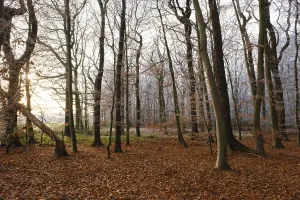 Deciduous Tree Landscape Europe Prints: Path through deciduous forest with hoarfrost