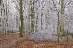 Deciduous Tree Frost Prints: Path through deciduous forest with hoarfrost
