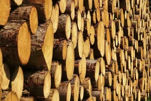 German Woodland Landscape Prints: Stack of sawn logs, Saxony, German