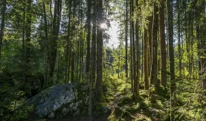Bavarian Natural Reserve Prints: Sun shines through the forest, magic forest