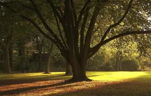 Deciduous Tree Bench Prints: Sunlight