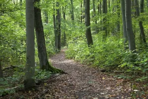 Deciduous Forest Trail Prints: Trail through a deciduous forest