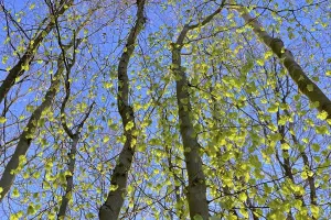 Common Beeches Germany Prints: Tree trunks, deciduous forest in spring