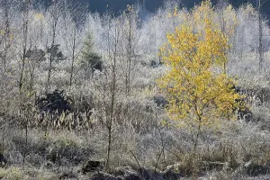 Hoar Frost On Deciduous Trees Prints: Windthrow area with typical vegetation