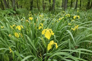 Europe Wildflowers In Bloom Prints: Yellow Iris (Iris pseudacorus)