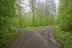 Severe Weather Photography Prints: Forest path, fork, beech forest