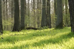 Open Air Nature Prints: Forest in spring