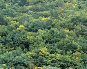 Full Frame Nature Shots Prints: Mixed forest, full frame