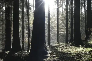Sunbeams Through Trees Prints: Backlight in the forest