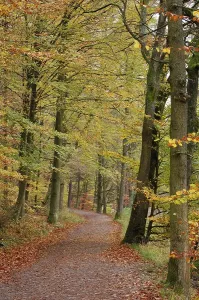 Autumn Season Landscapes Prints: Path through mixed forest