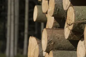 Tree Trunk Removal Prints: Stack of wood