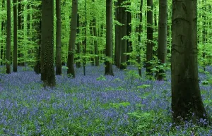 Belgian Countryside Landscapes Prints: (Endymion nonscriptus) (Scilla non-scripta)