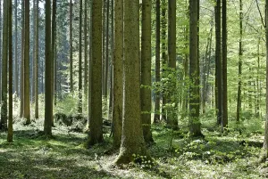 Agriculture Photography Prints: Forest deciduous forest in spring