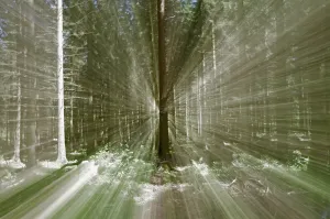 Forest Scenery With Sunlight Prints: Landscape, forest, rays of light