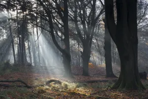 European Beech Woods Prints: Rays of light in a beech forest