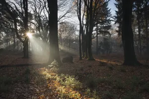 Northern Germany Woodland Scene Prints: Rays of light in a beech forest