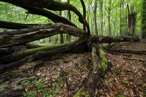 Deserted Woods Germany Prints: Beech forest in spring, dead tree
