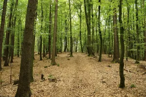 Peaceful Forest Path Prints: Deciduous forest with light-coloured path