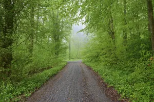 Uninhabited Beech Forest Prints: Forest path, beech forest, rain