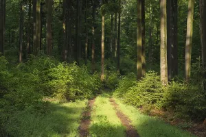 Spessart Forest Scenery Prints: Forest path in spring, Spessart
