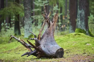 Southern Germany Nature Shots Prints: Root system of a old tree in the forest