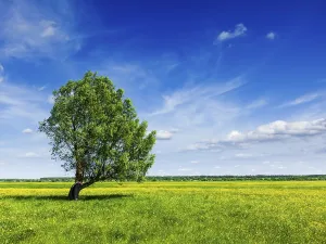 Spring Meadow Landscape Prints: Spring summer background