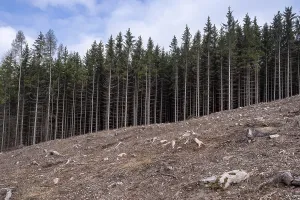 Timber Industry Impact Prints: Bare plain due to deforestation
