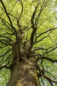 Beech Tree Landscape Prints: Beech in deciduous forest, Odderade