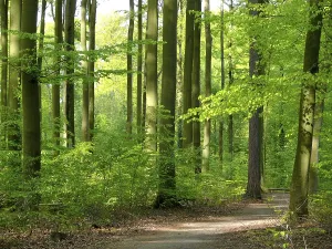 Deciduous Trees In Spring Prints: Beech forest in spring