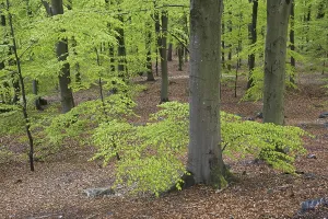 Springtime Woodland Scene Prints: Beech forest in spring