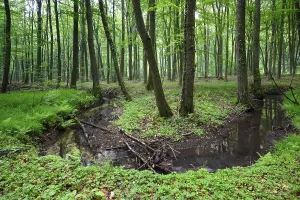 Uninhabited Beech Tree Forest Prints: Beech forest and stream in spring