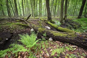 Uninhabited Beech Tree Forest Prints: Beech forest and stream in spring