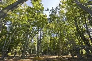 Epping Forest Essex Prints: Beech trees with pollarded beech in Epping Forest