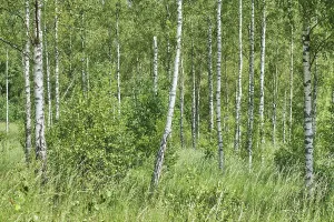 Soderasen Birch Forest Print, Skane Sweden