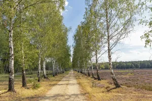 German Forest Road Prints: Cycle path