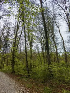 Deciduous Forest Spring Prints: Deciduous forest in spring