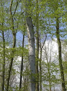 Deserted Forest Landscapes Prints: Deciduous forest in spring