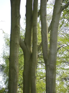 Forest Photography Prints: Deciduous forest in spring, beech forest in spring