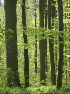 Travel Photography Forests Prints: Deciduous forest in spring, beech forest in spring
