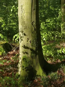 German Forest Prints: Deciduous forest in spring, beech tree