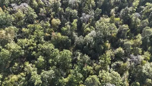 High Angle View Of Trees Prints: Default